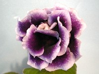 Sinningia speciosa 'Blue Dandy' Sinningia speciosa 'Blue Dandy'